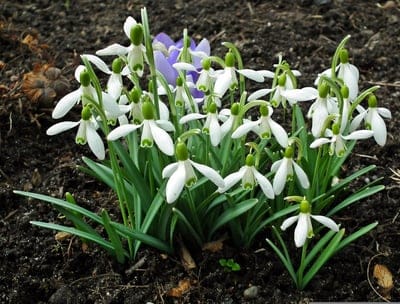 White snowdrop flowers with green stems grow from dark soil beside purple crocuses in bright spring sunlight.