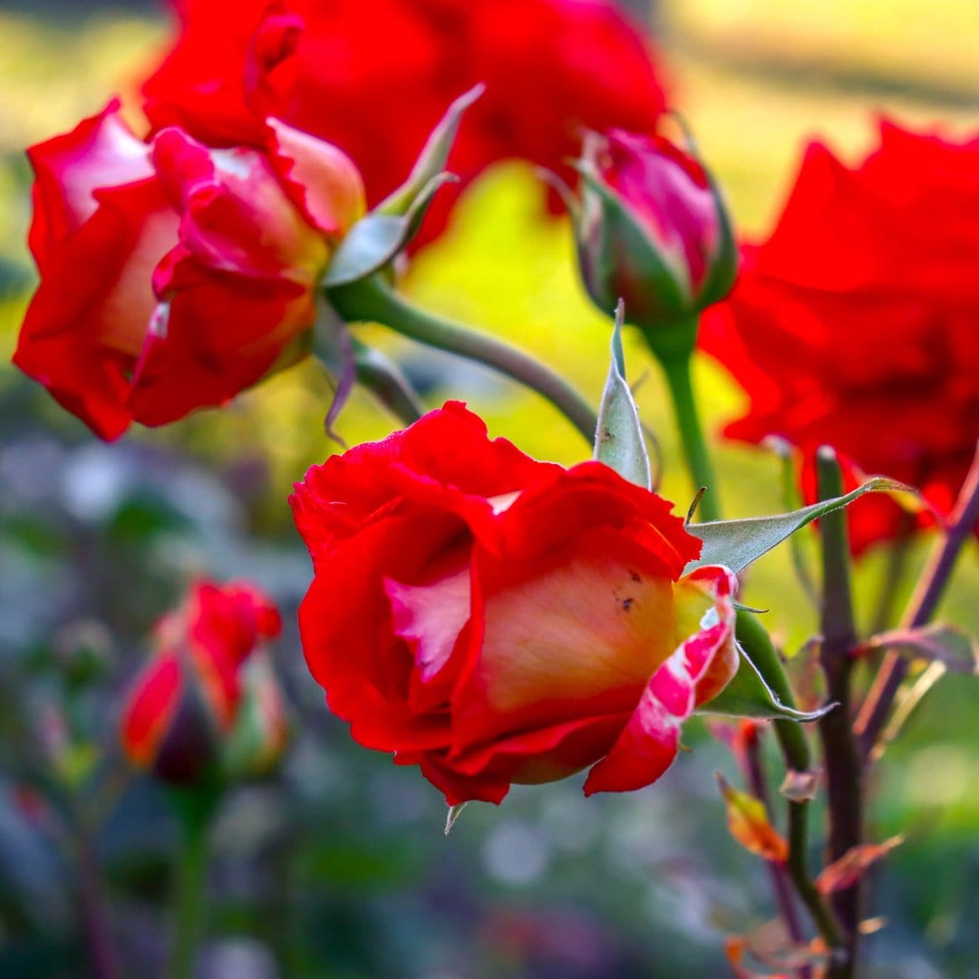 Crimson roses with pale yellow centers and green buds appear in a soft-focus garden with natural sunlight.