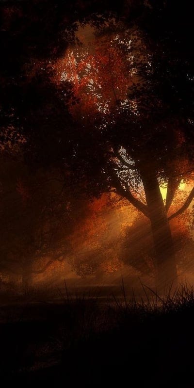 Forest, Autumn, Light, Trees, Misty, Nature, Orange, Red, Dark, Warm, Ethereal, Enchanting, Woodland, Leaves, Glow, Serene, Atmospheric, Outdoors, Seasonal, Dreamlike