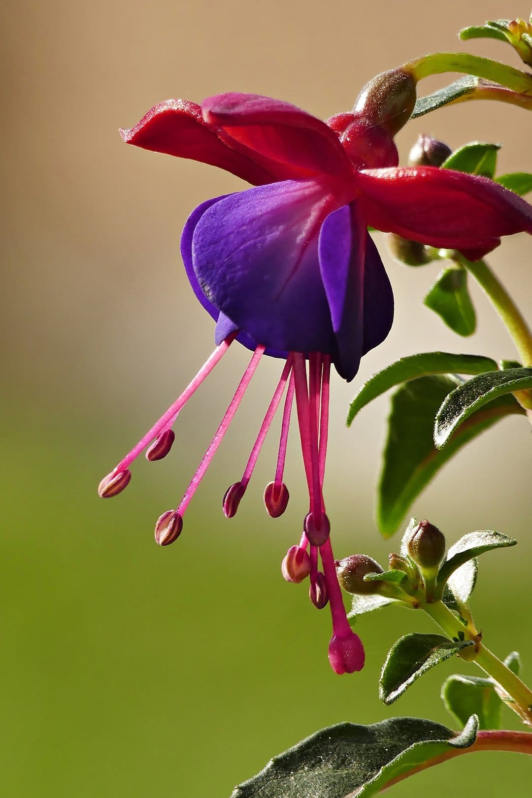 Fuchsia flower with crimson sepals and purple petals hangs against a blurred green and brown garden background.
