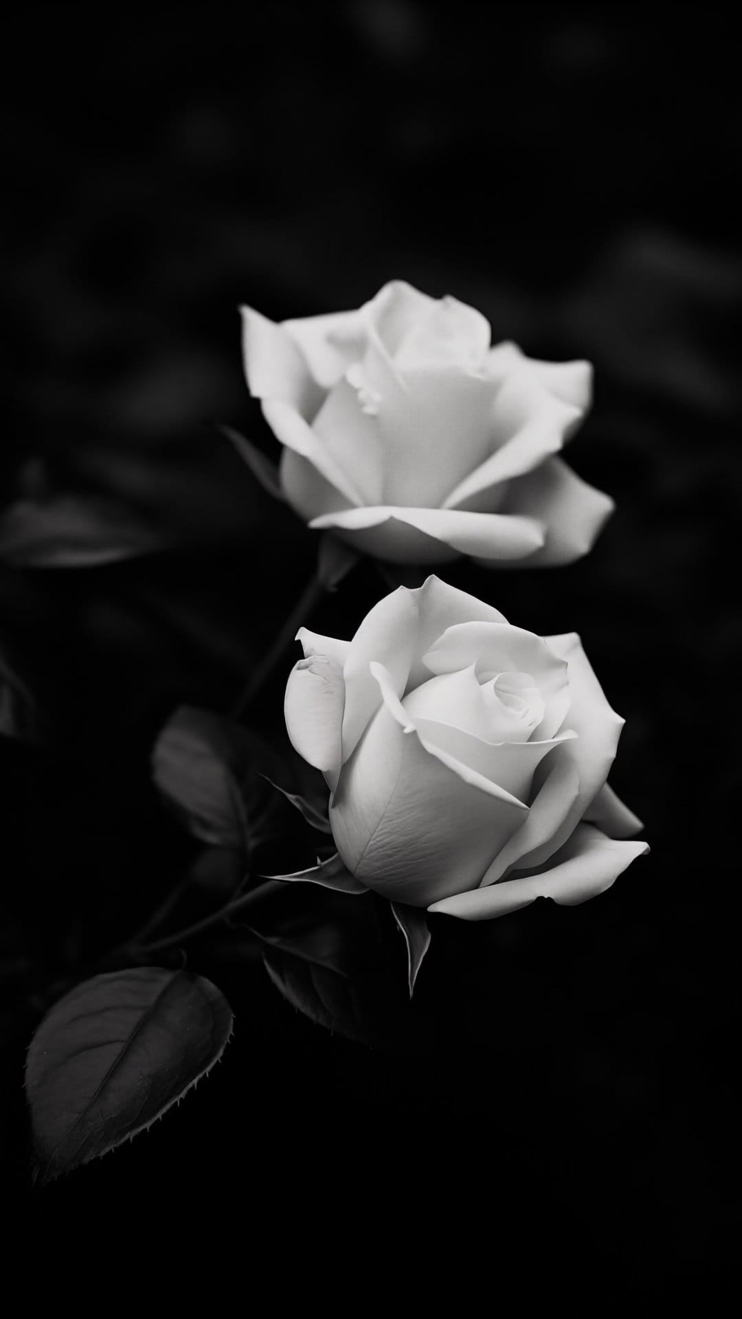 Two white roses with detailed petals bloom against a dark, blurred background in a grayscale composition.