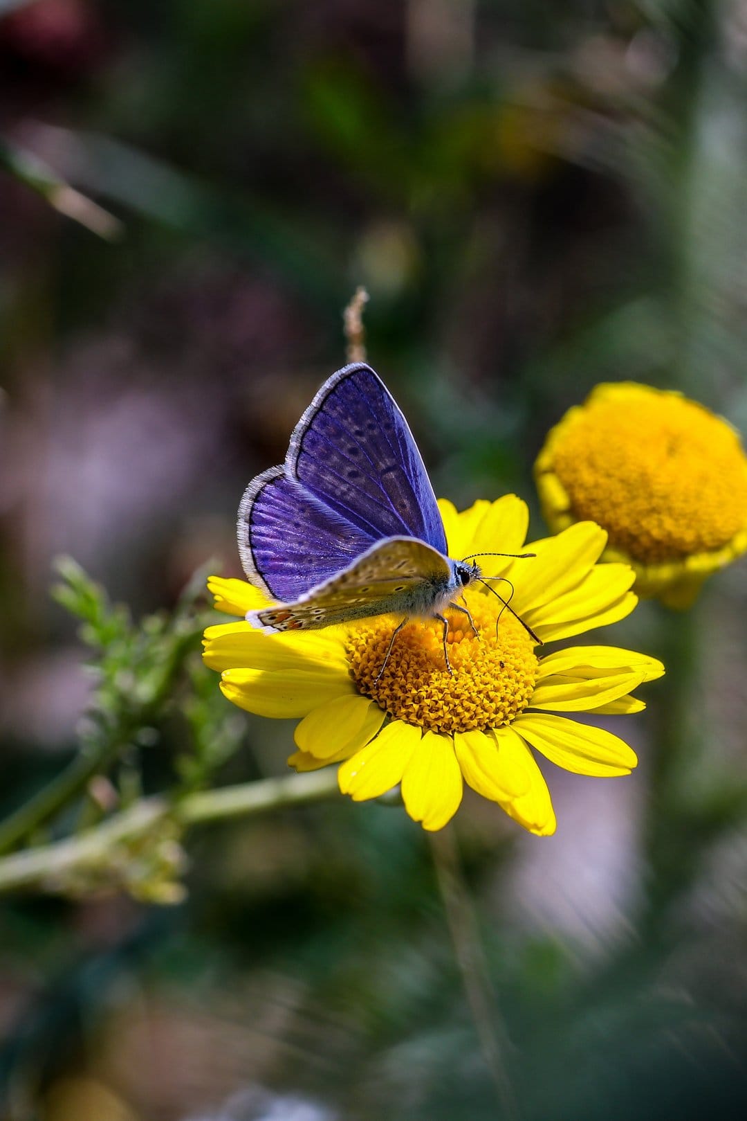 Purple butterfly with spread wings rests on a yellow daisy flower in bright, warm natural outdoor sunlight.