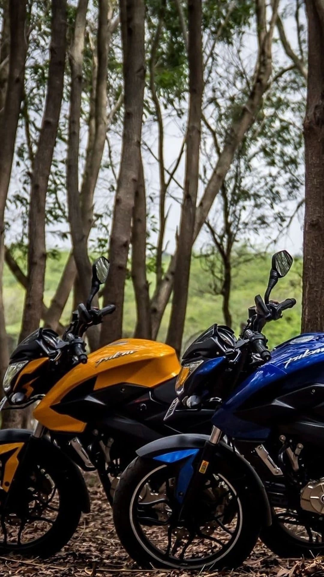 Yellow and blue sport bikes parked on a leaf-covered forest trail surrounded by tall trees under a clear sky.