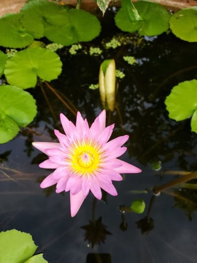 Pink water lily with a yellow center floats on dark water near green lily pads and a closed flower bud.