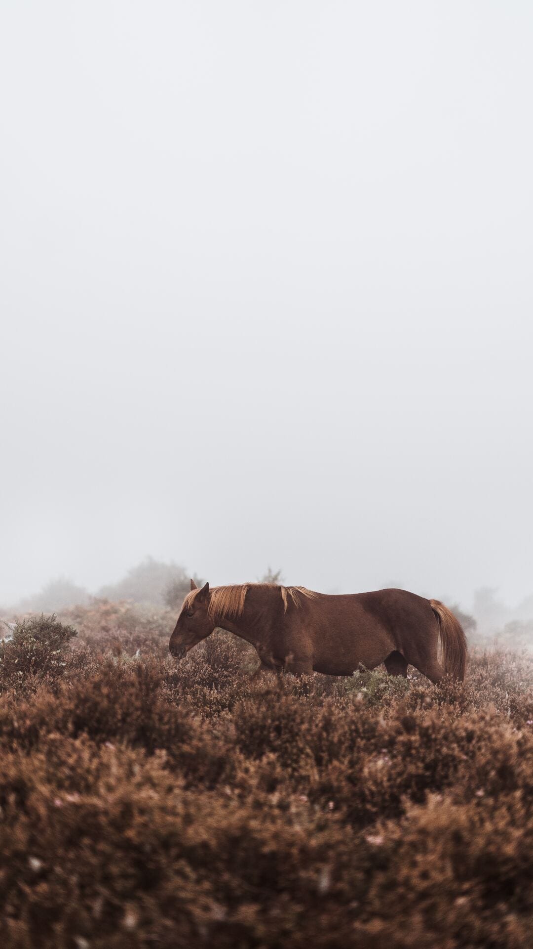 Chestnut horse stands in a vast field of rust-colored shrubs beneath a thick layer of pale, foggy mountain mist.