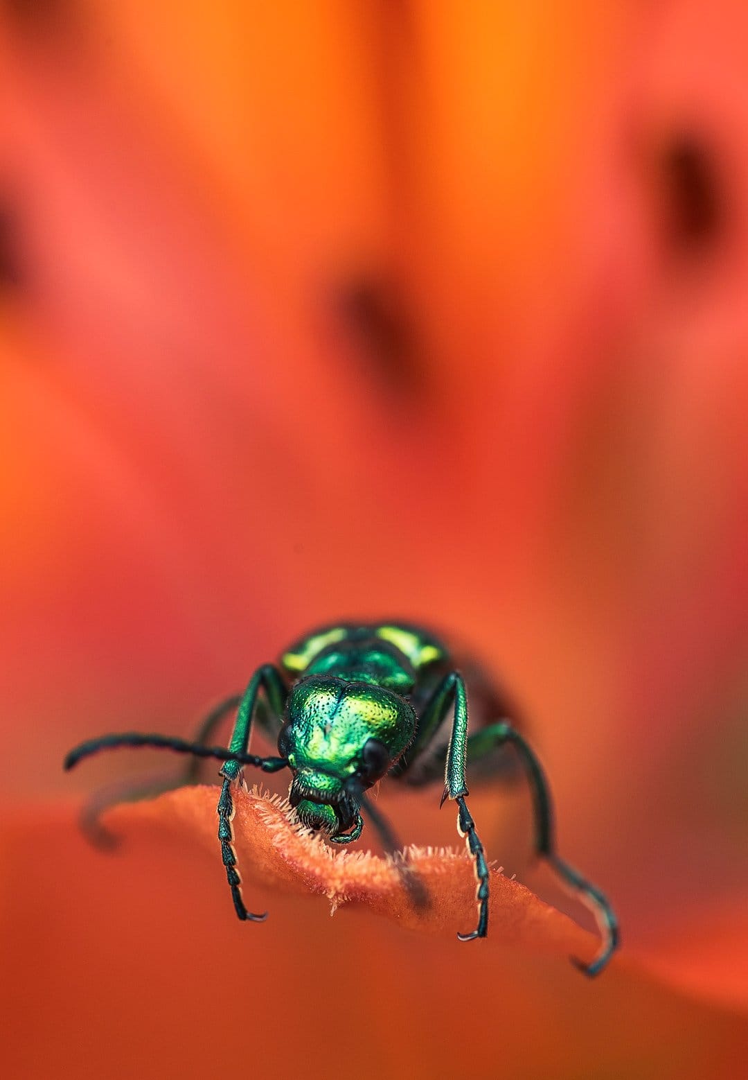 Emerald beetle with a metallic green shell perched on a textured orange lily petal against a blurred background.