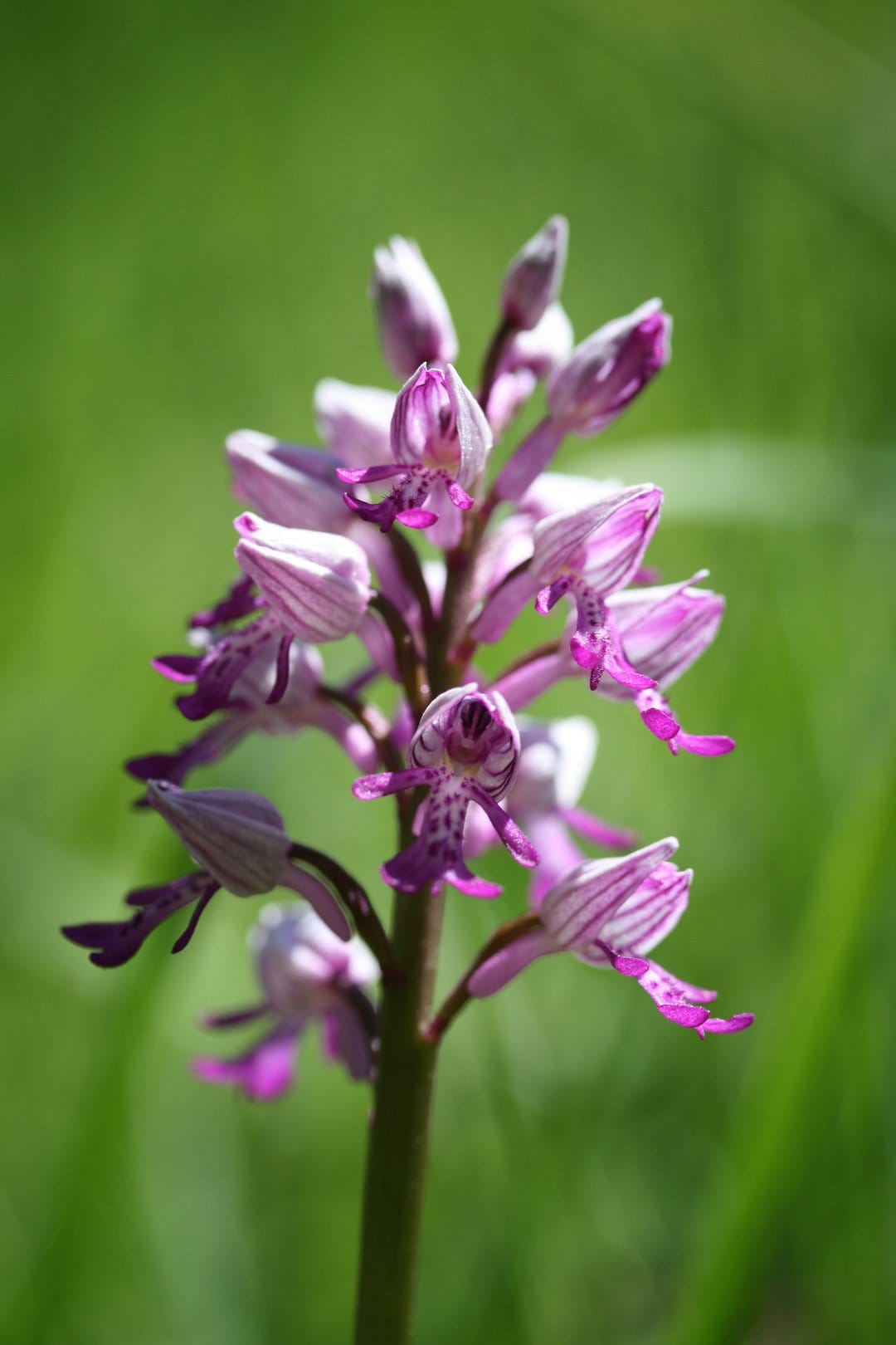 Pink orchid flower with purple stripes and speckles centered against a softly blurred green foliage background.