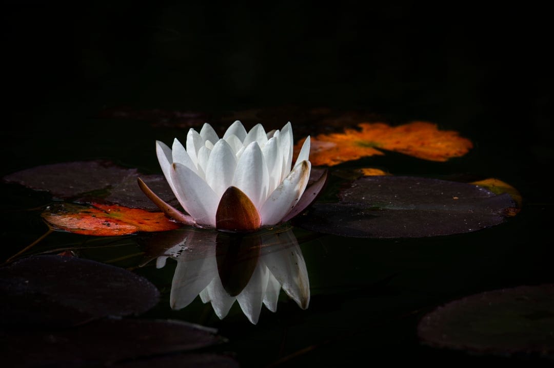 White water lily petals reflect on dark pond water near green lily pads and scattered vibrant orange autumn leaves.