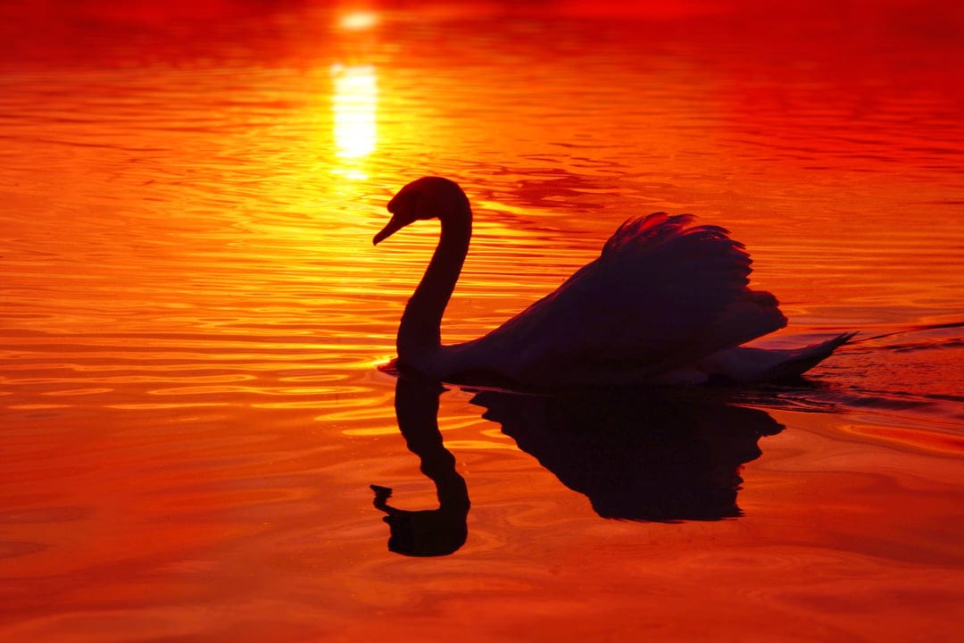 Swan silhouette swimming on a calm lake with intense orange and red sunset clouds reflecting on the water surface.