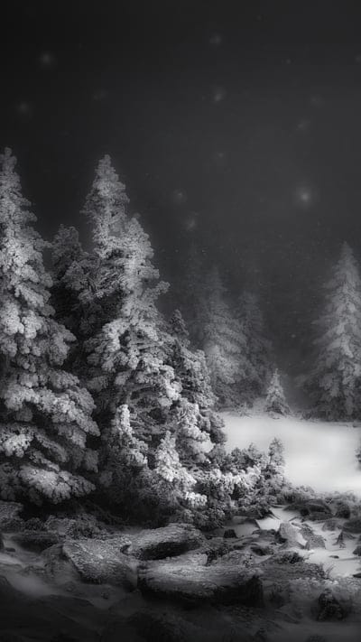 Winter, forest, snow, night, dark, nature, peaceful, serene, tranquil, beautiful, outdoor, eerie, mysterious, quiet, untouched, frosty, wilderness, monochrome, stars, cold