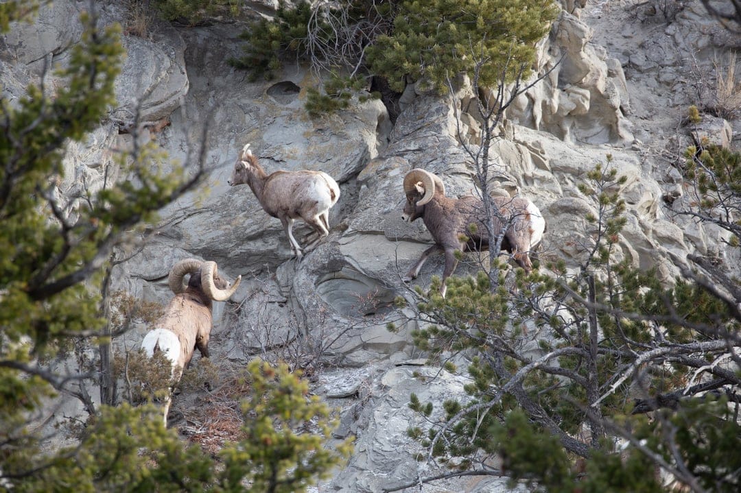 Three bighorn sheep climb a steep, rocky mountainside with evergreen trees during soft morning light.