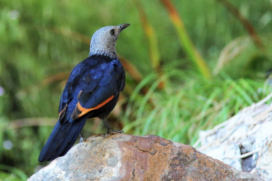 Starling with iridescent blue plumage and orange wing accents stands on a textured rock against a green background.