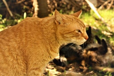 Orange tabby cat in profile gazes at a blurred feline companion lying on green grass in a sunlit garden.