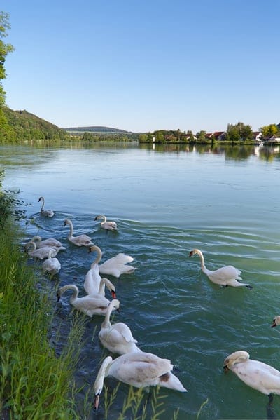 White swans swim in a cluster across a bright turquoise river lined with lush green grass under a clear blue sky.
