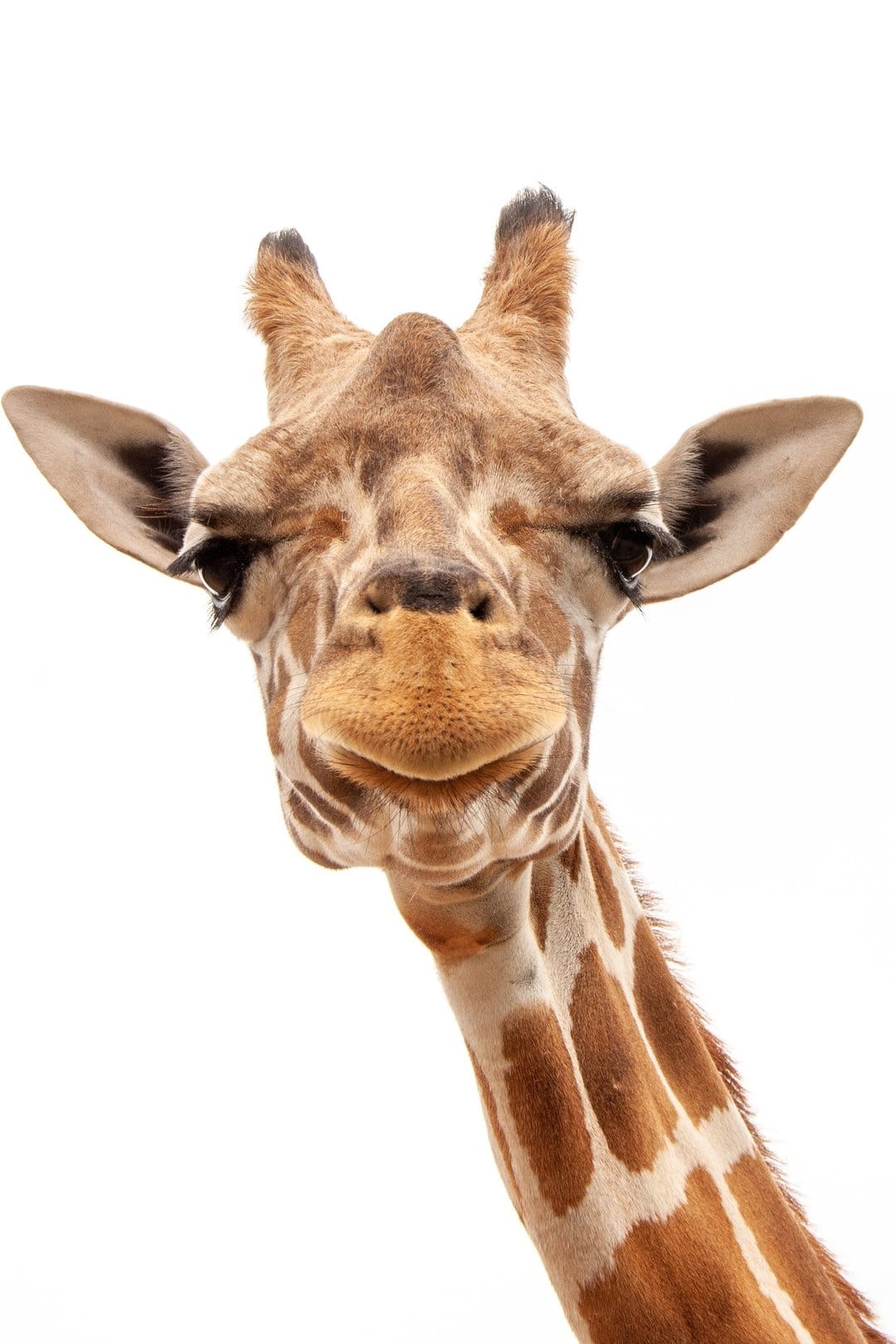 Giraffe head features dark eyes and fuzzy ossicones against a plain white background in a detailed close-up shot.