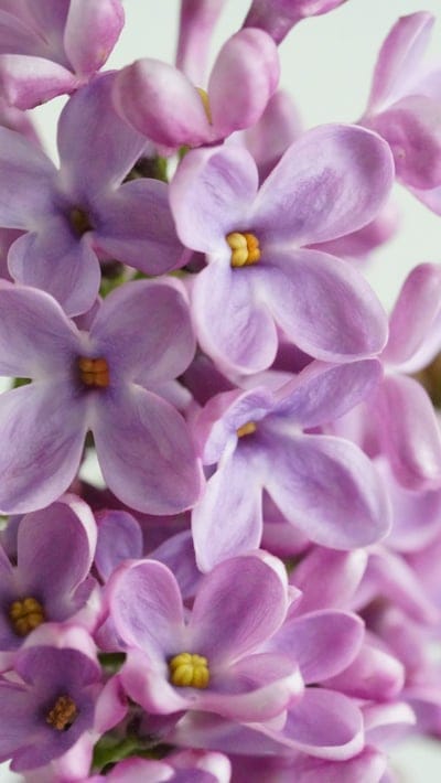 lilac,blossoms,spring,nature,purple,flower wallpaper,beauty,poster,art,background,earth,beautiful wallpaper,pink