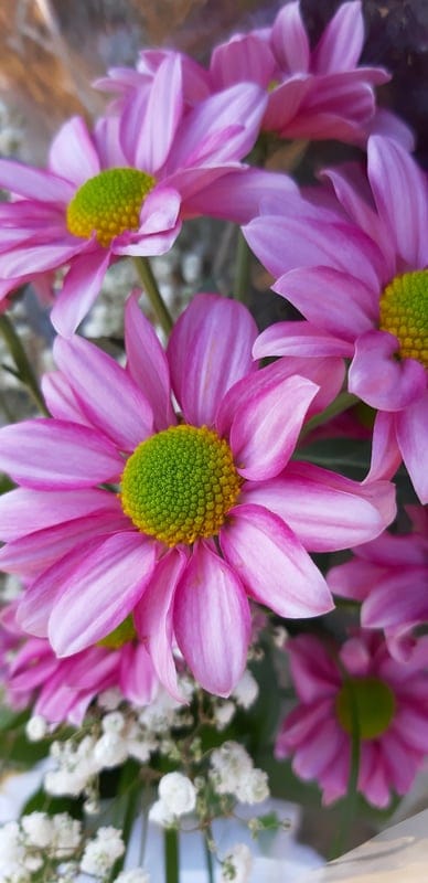 Pink gerbera daisies with green centers and white baby's breath flowers appear in a soft-focus garden setting.