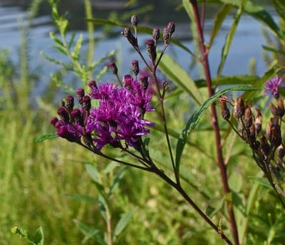 Purple Ironweed flowers with dark buds stand in focus against a blurred green wetland and serene water surface.