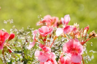 Pink geranium flowers with fuzzy green leaves and delicate white blossoms bloom in soft, sunlit garden bokeh.