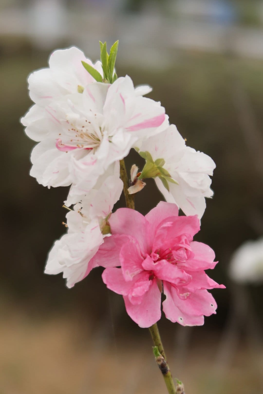 White and pink peach blossoms cluster on a brown branch against a blurred green and brown garden background.