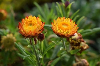 flowers,garden,laptop wallpaper,Windows wallpaper,4K wallpaper,plant,flower background,HD wallpaper,full HD wallpaper,Mac wallpaper,4K wallpaper,desktop backgrounds,cool backgrounds,free wallpaper,nature,beautiful wallpaper,free background,beautiful flowe