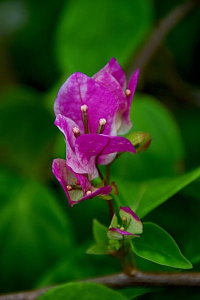 Fuchsia bougainvillea bracts surround white stamen blossoms against a soft out-of-focus green garden backdrop.