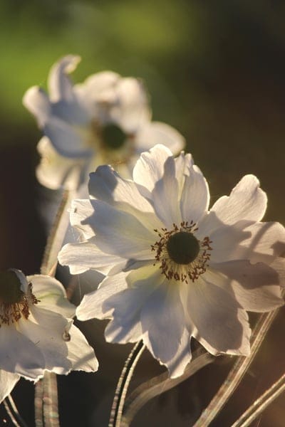 White anemone flowers with backlit petals glow under golden sunset light against a blurred dark green background.