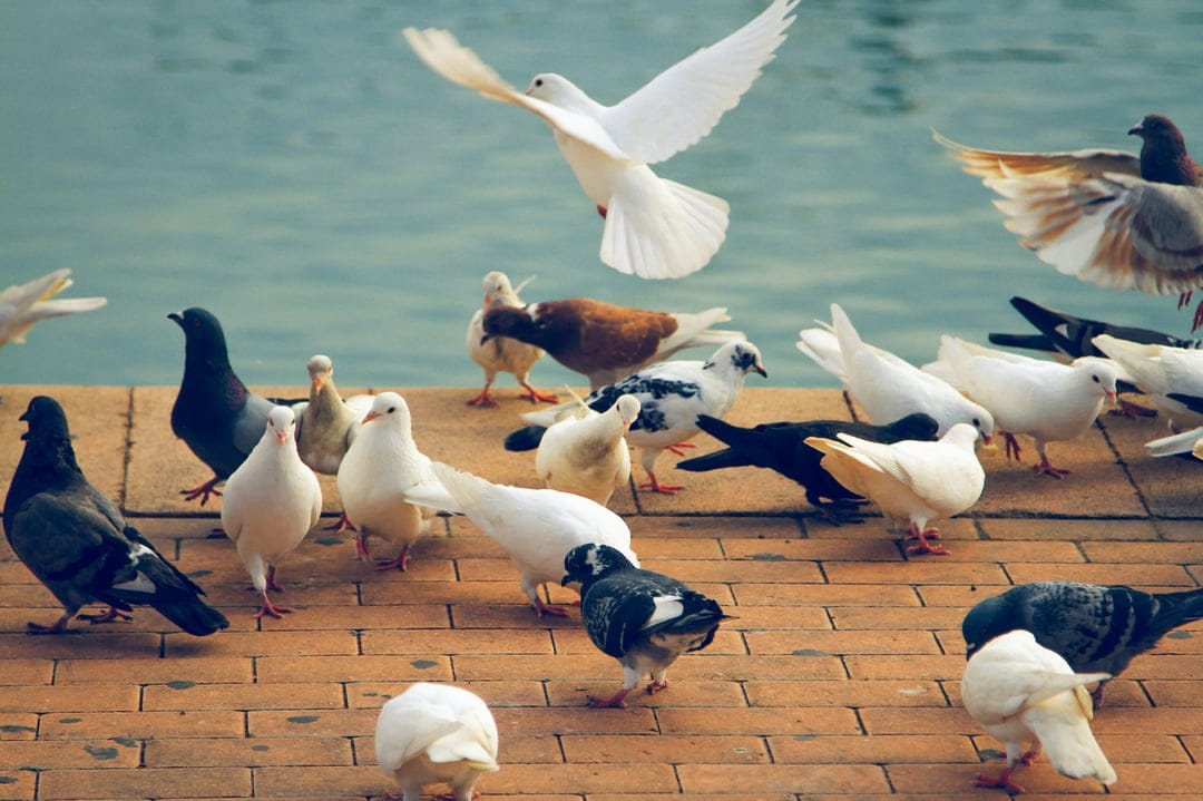 Grey and white pigeons cluster on a textured brick walkway by a lake with a bird captured in mid-air flight.