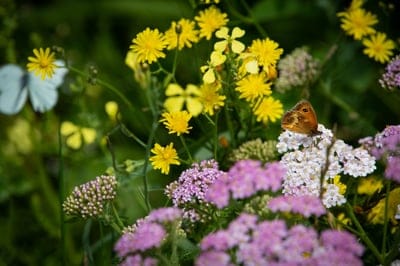 butterfly,nature wallpaper,nature background,4k wallpaper,flower wallpaper,insect,hd wallpaper,wallpaper hd,free wallpaper,flowers