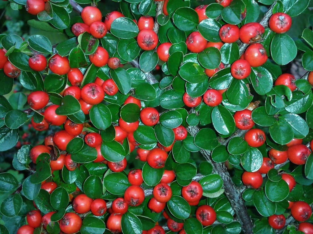 Clusters of round red berries on a green cotoneaster shrub with small waxy leaves in a sharp macro view.