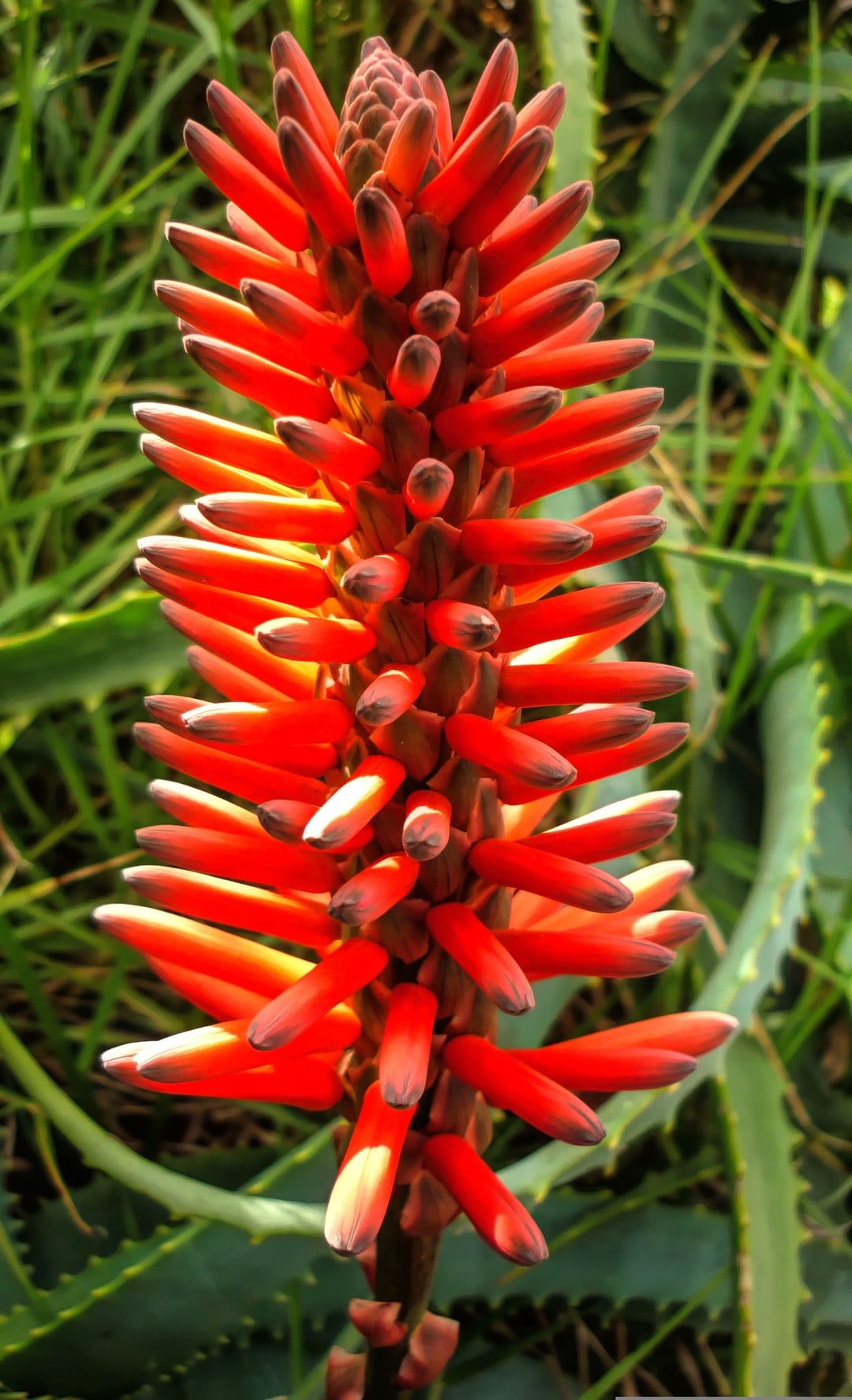 Red Aloe Vera flower spike with tubular florets and dark tips standing against a blurred green background.
