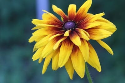 Black-eyed Susan flower with yellow and red petals against a blurred green garden background in a macro close-up.