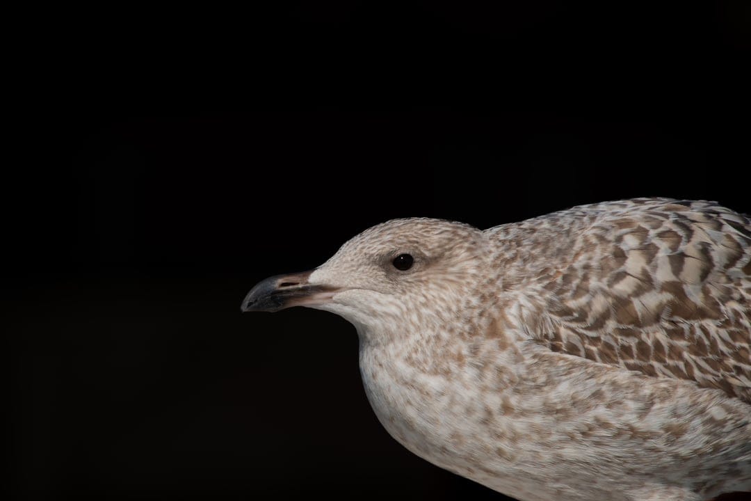Juvenile seagull with mottled feathers and a sharp beak stares ahead against a solid black background.