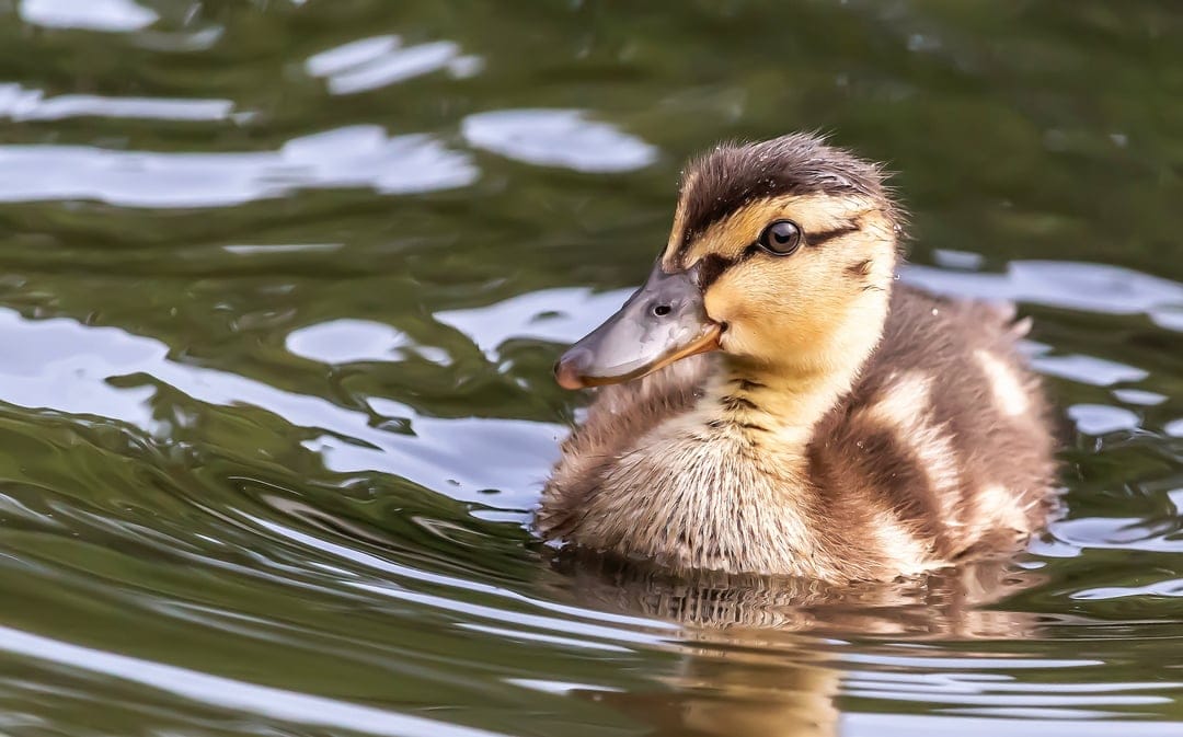Mallard duckling with fluffy brown and yellow feathers swims in calm green water with soft ripples and bokeh.