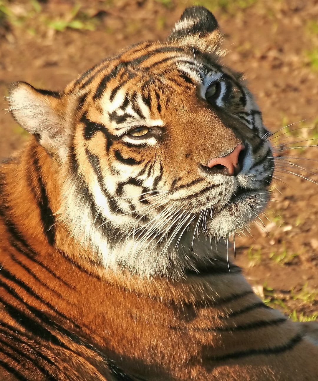 Tiger face with orange fur and black stripes looking up into warm sunlight, highlighting whiskers and pink nose.