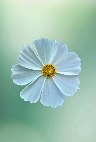 White cosmos flower with a yellow center and soft blue highlights against a blurred green background in macro view.