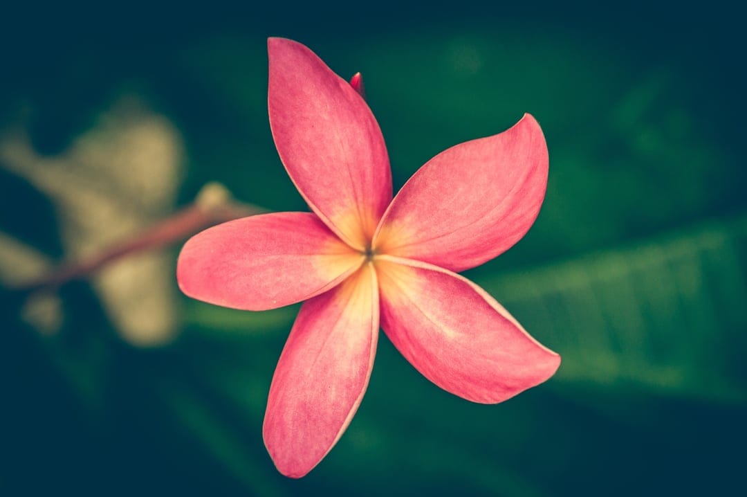 Pink plumeria flower with a yellow center and soft petals against a blurred dark green garden background.