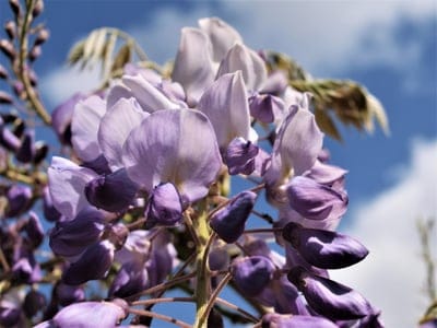 Purple wisteria flowers cascade from a vine against a bright blue sky with soft white clouds in sunlight.