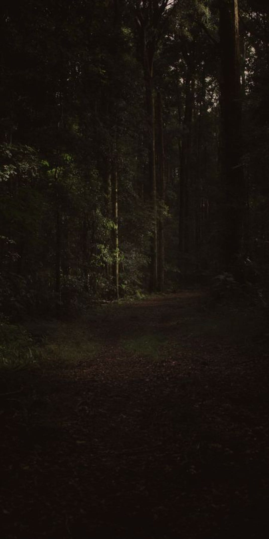 Winding dirt path through a dense forest with tall green trees and soft dappled sunlight hitting the ground.