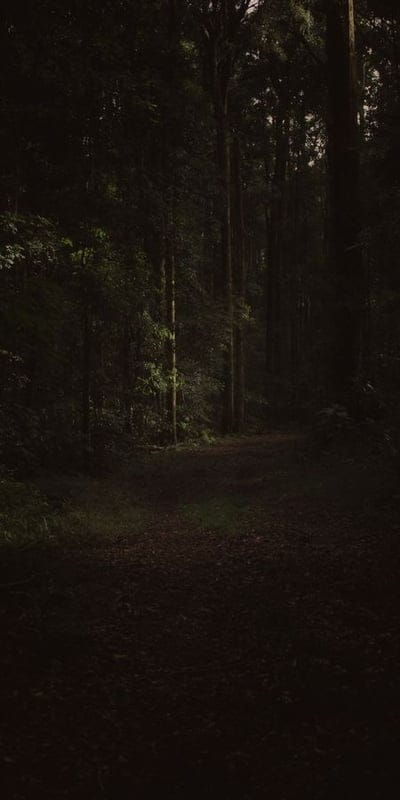 Forest, Path, Dark, Woods, Greenery, Nature, Mystery, Trees, Serene, Sunlight, Enigmatic, Tranquil, Deep Forest, Foliage, Wilderness, Outdoors, Shadow, Peaceful, Untamed, Woodland