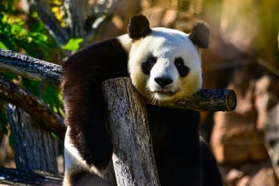 Panda  wallpaper,Panda,Panda  background,animal,funny animal wallpaper
