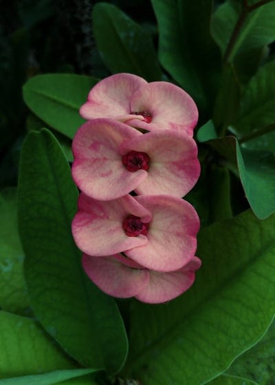 Pink Crown of Thorns flowers with red centers and green leaves shown in a detailed macro botanical close-up.