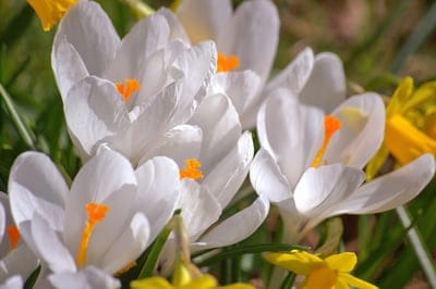 White crocuses with orange pistils grow next to bright yellow daffodils in a soft-focus spring garden setting.