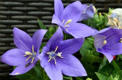 Purple balloon flowers with yellow stamens and a small insect on a petal against a dark textured background.
