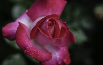 Deep pink rose petals covered in small dew drops against a dark green blurred leaf background in macro detail.