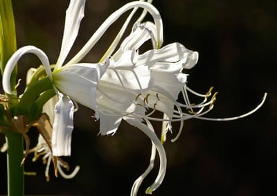 White spider lily flower with long arching petals and thin stamens illuminated by sunlight on a dark background.