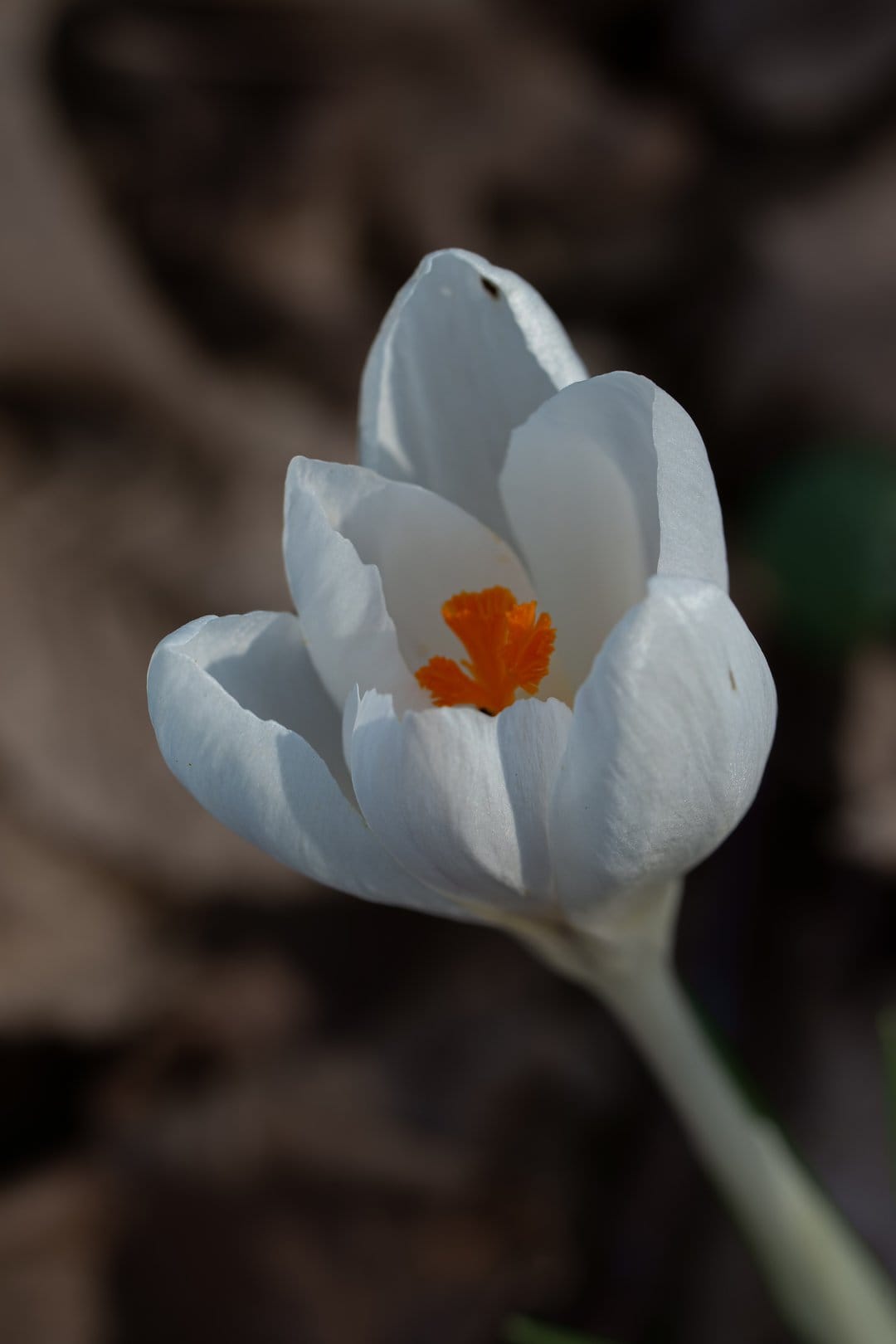 White crocus bloom with bright orange stamens shows translucent petals in a vertical macro nature photograph.