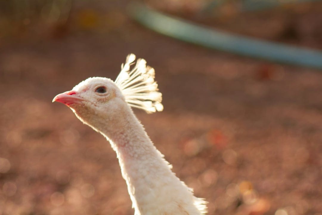Albino peacock head with a translucent white crest illuminated by warm golden sunlight against a blurred background.