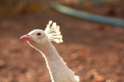 White peacock,White peacock wallpaper,White peacock desktop wallpaper,bird wallpaper