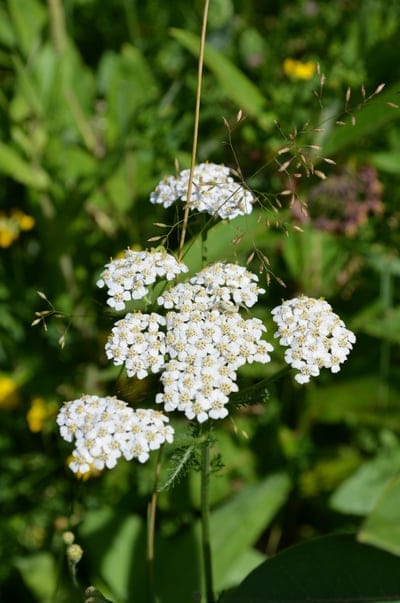 White yarrow flower clusters with yellow centers bloom in a soft-focus green meadow with tall grass stalks.